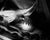 Artist: Ugnė Pouwell Title: Fern no.3 Year: 2026 Medium: Black and white analogue photograph Sizes: 40 × 32 cm; 100 × 125...