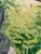 Impressionist White Mountains New Hampshire Oil on Board by Gaines For Sale - Image 3 of 5
