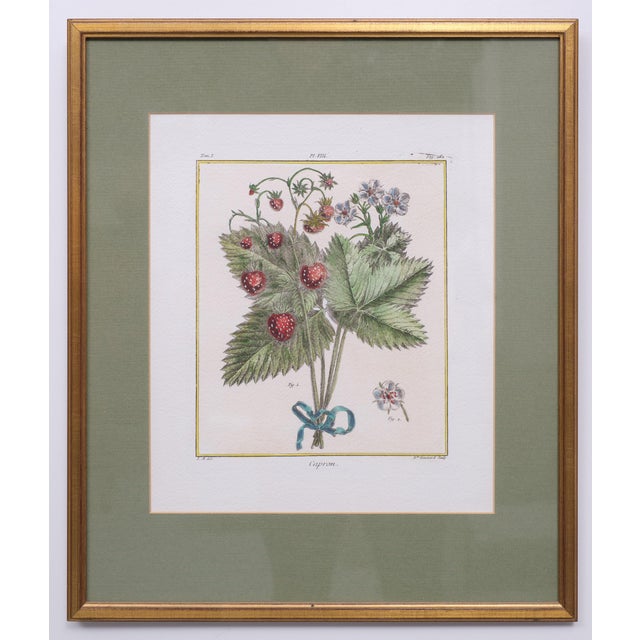 Elisabeth Haussard, Plant Illustrations, 1780, Engravings, Framed, Set of 2 For Sale - Image 14 of 16