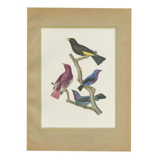 After Descourtilz, Purple-Throated and Other Cotingas, 1944, Paper For Sale