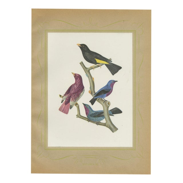 After Descourtilz, Purple-Throated and Other Cotingas, 1944, Paper For Sale