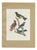 After Descourtilz, Purple-Throated and Other Cotingas, 1944, Paper For Sale