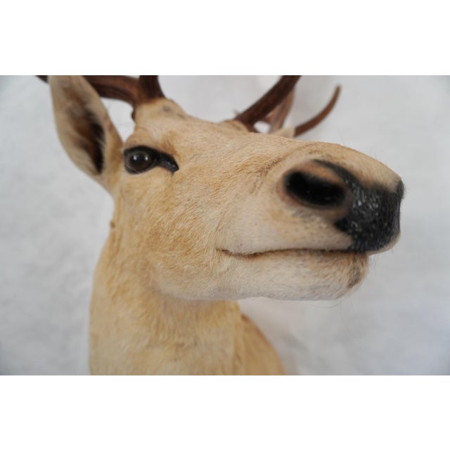 Leucistic Fallow Deer Head Bust Mount For Sale - Image 13 of 18