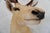 Leucistic Fallow Deer Head Bust Mount For Sale - Image 13 of 18