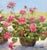 Mid 20th Century Vintage American 20th C Framed Oil Painting Martha's Vineyard Flowers Still Life For Sale - Image 5 of 15