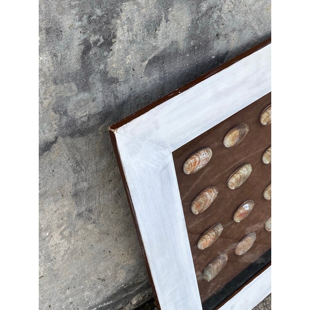 Brown Vintage Coastal Shadow Box Featuring Multiple Abalone Shells. For Sale - Image 8 of 12