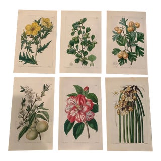 Six Early 19 Century English Botanical Perints For Sale