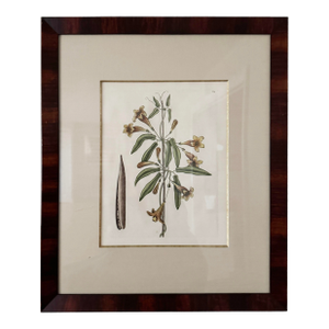 Mark Catesby (English, 1679–1749), Hand Colored Copper Plate Engraving Titled “Bignonia Americana”