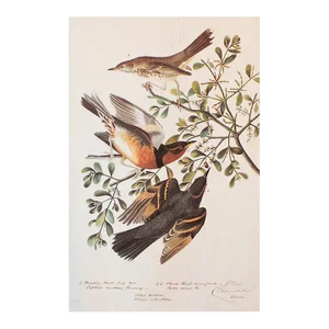 1966 Cottage Print "Mountain Mockingbird, Sage Thrasher & Varied Thrush" After John James Audubon