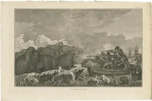 J. Cook, Illustration of Shooting Walruses, 1803, Print