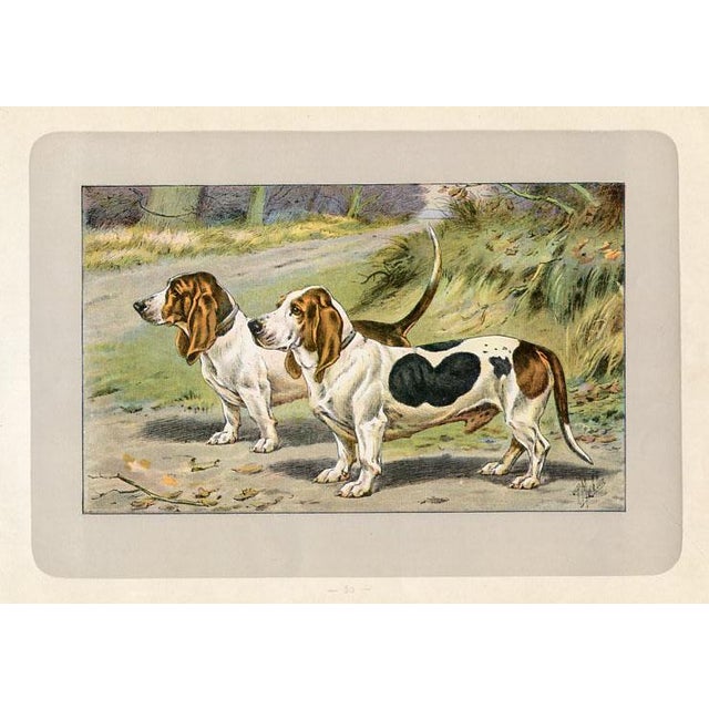 Original antique chromolithograph Dog print from an early 1900s guide to Dogs and Game published by a French manufacturer...