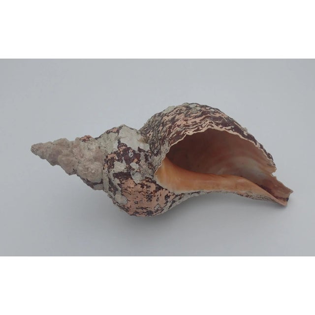Vintage Horse Conch Shell From the Sea of Cortez – Circa 1970 For Sale - Image 4 of 12
