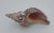 Vintage Horse Conch Shell From the Sea of Cortez – Circa 1970 For Sale - Image 4 of 12
