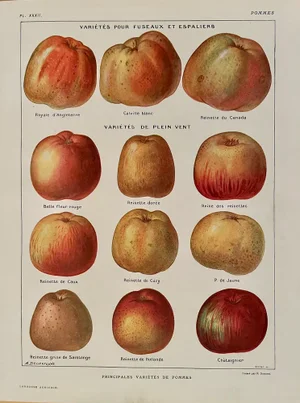 Maurice Dessertenne, Apples, 1920, Lithographic Engraving