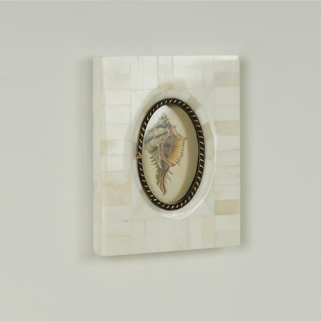 Pair of Petite Bone Framed Seashell Prints For Sale - Image 15 of 16