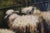 Sheep, 1920s, Oil on Board, Framed For Sale - Image 13 of 16