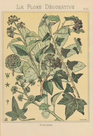 1880s French Art Nouveau Botanical Study Chromolithograph-Araliees