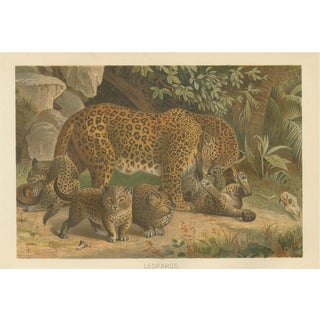 Leopards, After Wilhelm Kuhnert, 1894, Paper For Sale