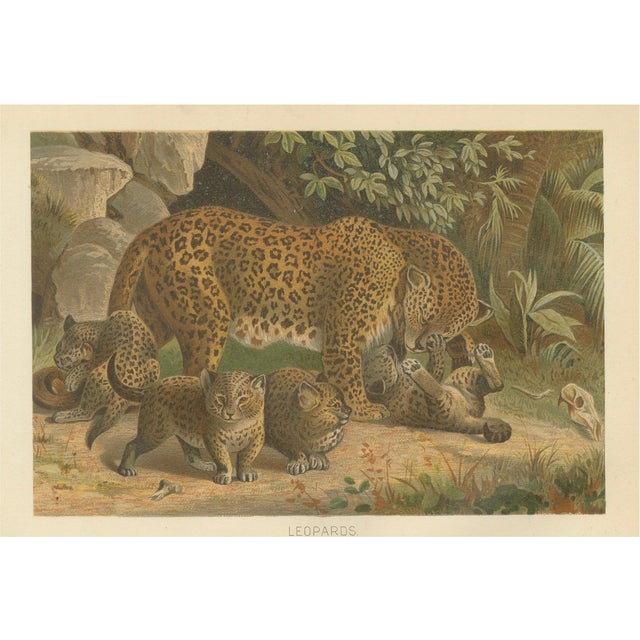 Leopards, After Wilhelm Kuhnert, 1894, Paper For Sale