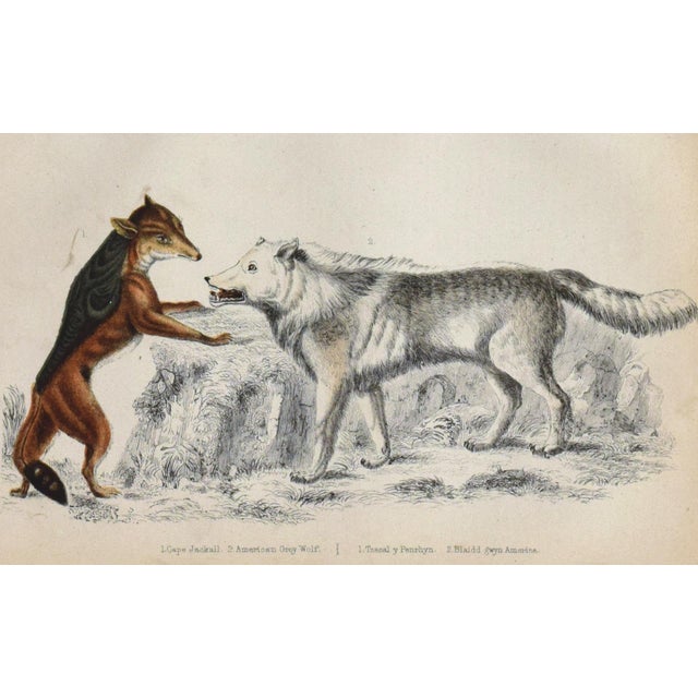 19th Century English Hand Colored Wolf Engraving by Goldsmith For Sale - Image 4 of 5