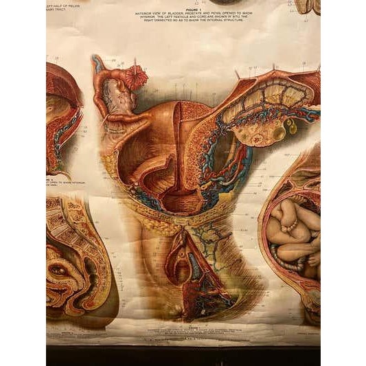Genito-Urinary Anatomical Chart, Paper on Canvas, 1922 For Sale - Image 14 of 16