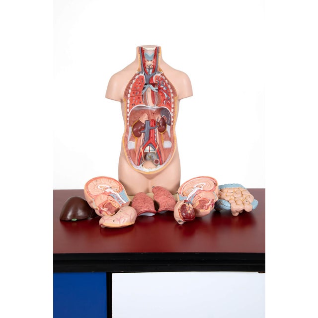 A complete West German unisex anatomical figure of a head and torso with removal organs. Hand painted and in excellent...