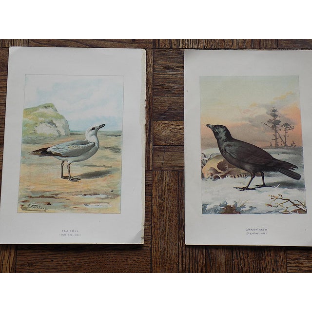 Antique 19th Century Wild Bird Chromolithographs - Set of 9 For Sale In Cincinnati - Image 6 of 9