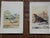 Antique 19th Century Wild Bird Chromolithographs - Set of 9 For Sale In Cincinnati - Image 6 of 9