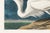 Paper Great White Heron, Vintage Art Print Reproduction From Birds of America by John James Audubon, 30″ × 20" For Sale - Image 7 of 8