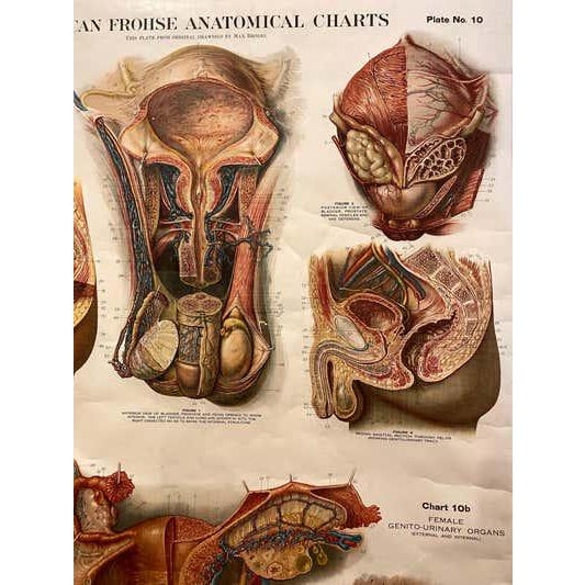 Early 20th Century Genito-Urinary Anatomical Chart, Paper on Canvas, 1922 For Sale - Image 5 of 16