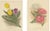 Charles Dickens & Obelisque, Hyacinths, 1900, Prints, Set of 2 For Sale - Image 10 of 10