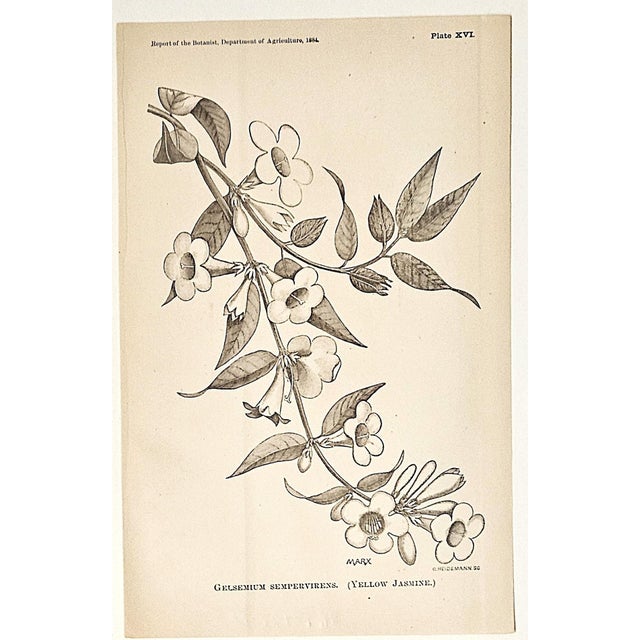 American 1884 Set of 4 Antique Natural History Botanical Lithographs For Sale - Image 3 of 5