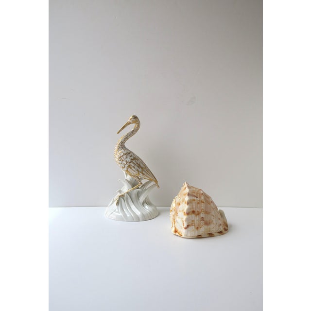 Seashell Natural Tonna Galea, Circa 20th Century For Sale - Image 4 of 11
