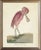 Roseate Spoonbill with Bent Neck in Distressed Metallic Frame 17x21