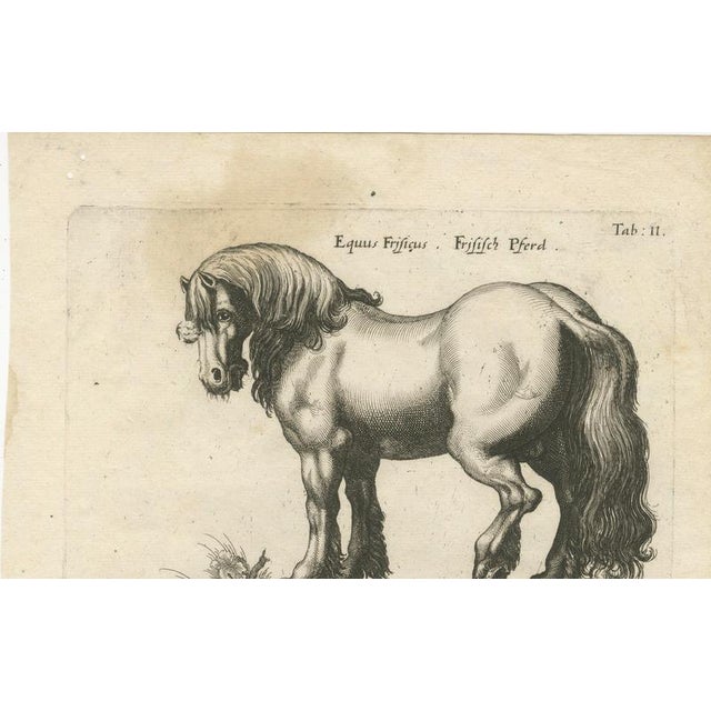 Jonstonus & Merian, Early Frisian and Hungarian Horse Engraving, 1650, Engraving For Sale - Image 9 of 12