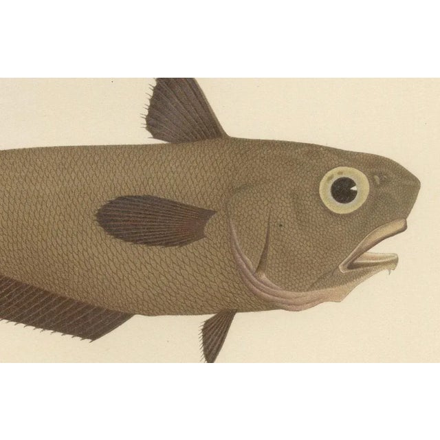 Erdmann, Esmarks Cod and Grenadier Fish, 1895, Lithograph For Sale - Image 3 of 10