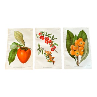Antique Botanical Art Print Set of 3 For Sale