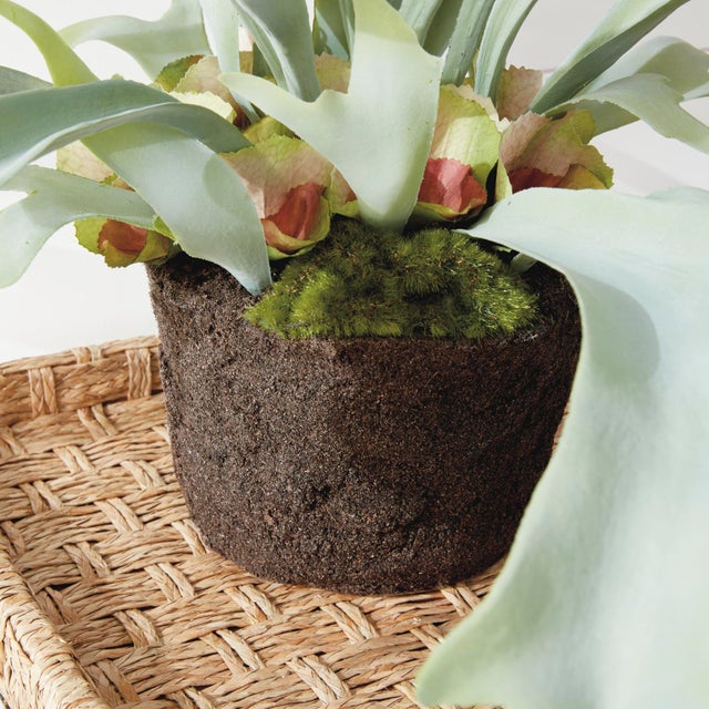 Early 21st Century Staghorn Fern Drop-In 21" For Sale - Image 5 of 7