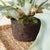 Early 21st Century Staghorn Fern Drop-In 21" For Sale - Image 5 of 7