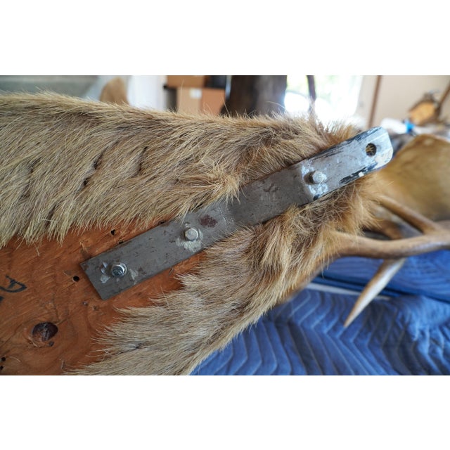 Elk Trophy Head Mount For Sale - Image 16 of 18