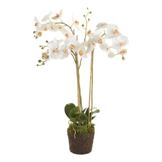 Phalaenopsis Orchid Drop-In 31" For Sale