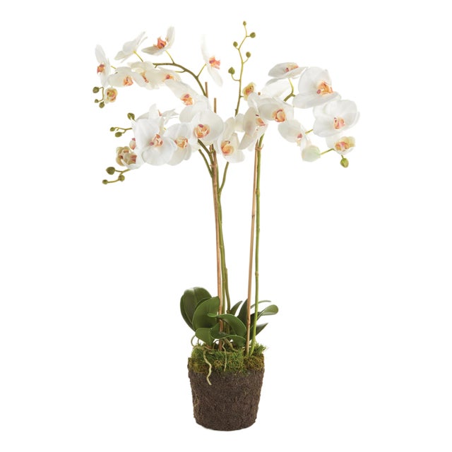 Phalaenopsis Orchid Drop-In 31" For Sale
