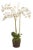 Phalaenopsis Orchid Drop-In 31" For Sale