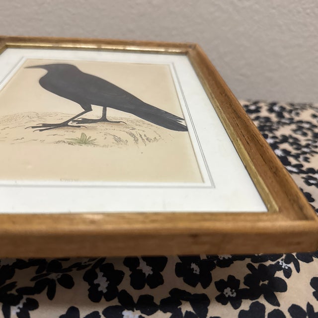 Illustration 1970s Crow Illustration Print Framed Ornithology Wall Art For Sale - Image 3 of 6