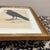 Illustration 1970s Crow Illustration Print Framed Ornithology Wall Art For Sale - Image 3 of 6