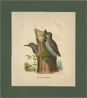 After D.G. Elliot, Bird Illustration of Gilded Flickers, 1869, Print