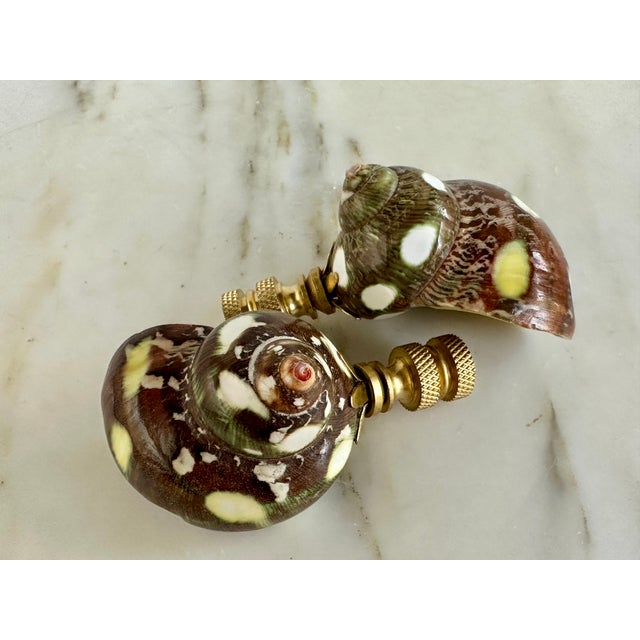 Spotted Shell Lamp Finials on Brass Hardware - a Pair For Sale In Madison - Image 6 of 9