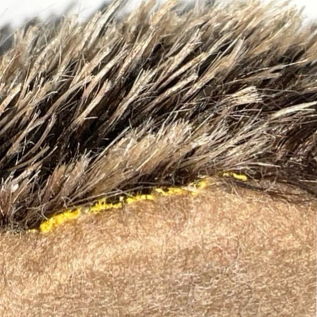 Textile Steiff "Joggi" Hedgehog - Vintage For Sale - Image 7 of 8