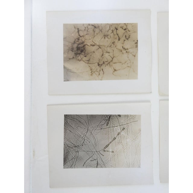 Mid-Century Modern Vintage 1945 Microscopic Photographs - Set of 4 For Sale - Image 3 of 4