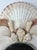 1970s Vintage Shell Mirror For Sale - Image 5 of 7